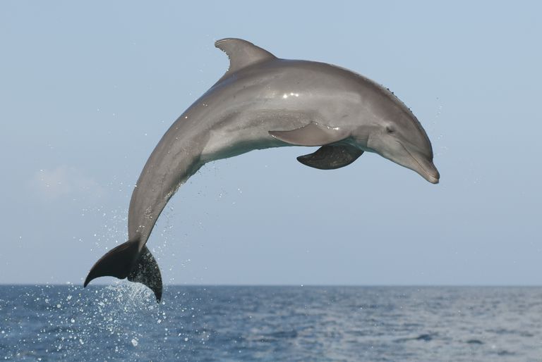 dolphin trip